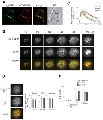 Dissociation of LAG-3 inhibitory cluster from TCR microcluster by immune checkpoint blockade
